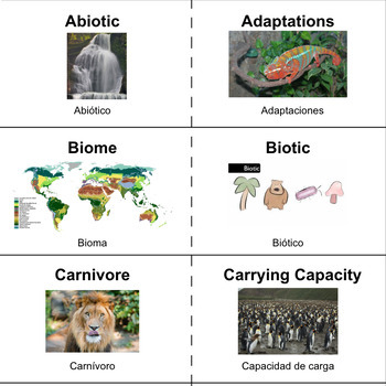 Preview of Ecology Vocabulary Flashcards (English/Spanish)