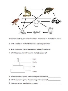 Ecology- Energy Flow in Ecosystems by Biology Roots | TpT