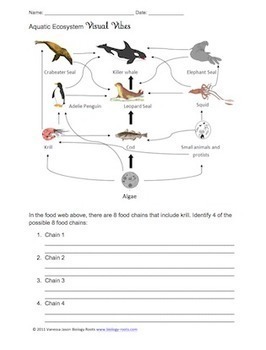 26 Energy Flow In Ecosystems Worksheet Answer Key - Free Worksheet