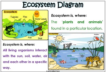 Ecosystem Colorful Posters for Classroom | TpT