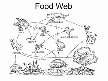 Preview of Ecosystem Food Chain Poster Project