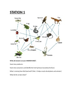 Food Chains Labs in a Snap | 3rd Grade Ecosystem Activities & Food Chain  Project