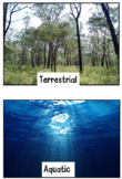 Ecosystem Intro Vocabulary Sort - Aquatic vs. Terrestrial