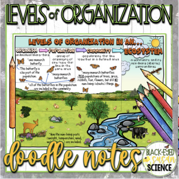Preview of Ecosystem - Levels of Organization Doodle Notes & Quiz