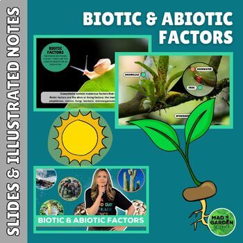 Preview of Ecosystems: Biotic & Abiotic Factors Slides & Illustrated Notes Worksheet