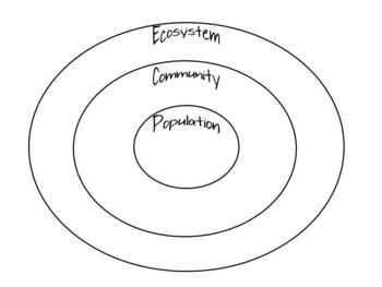 Preview of Ecosystems Circle Map