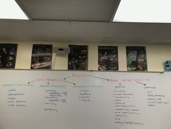 Preview of Ecosystems Graphic Organizer Flow Chart