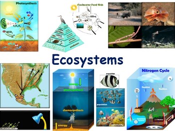 Preview of Ecosystems Lesson/Flashcards - study guide, state exam prep 2023-2024