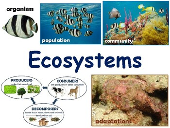 Preview of Ecosystems Lesson & Flashcards-task cards, study guide, 2023-2024