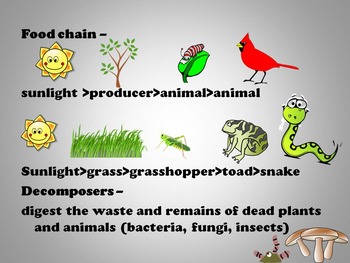 Ecosystems with Food Chains and Food Web Examples by Learning in the Light