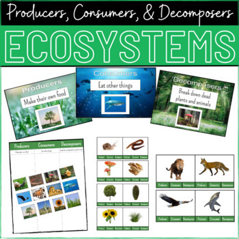 Preview of Ecosystems | Producers, Consumers, Decomposers | Food Chain | REAL PICTURES