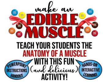 Preview of Edible Muscle Project- Review Anatomy of a Muscle with this delicious activity!