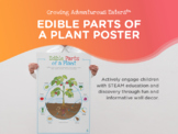 Edible Parts of a Plant Poster, Horticulture, Classroom Po