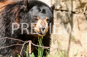 Preview of Stock Photo: Black Bear -Personal & Commercial Use