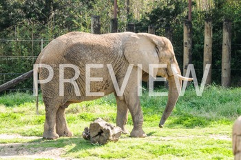 Preview of Stock Photo: Elephant -Personal & Commercial Use