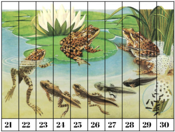 Preview of Editable Frog Life Cycle Number Puzzles 1-10, 11-20, 21-30, 31-40, Count by 10's