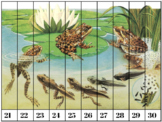 Editable Frog Life Cycle Number Puzzles 1-10, 11-20, 21-30
