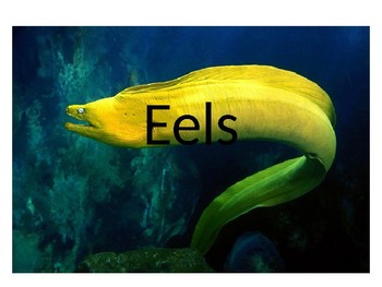 Preview of Eel Powerpoint