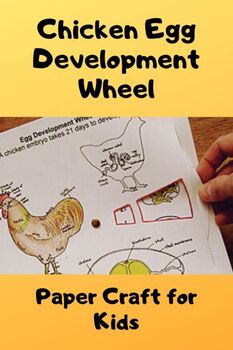 Preview of Egg Development Wheel activity