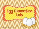 Egg Dissection (primary)