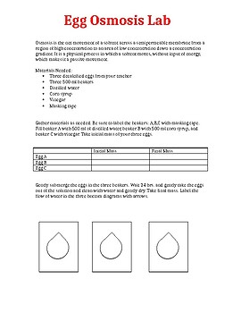 Isotonic Hypertonic Hypotonic Worksheets Teaching Resources Tpt