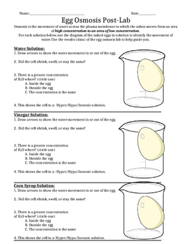 egg osmosis lab report