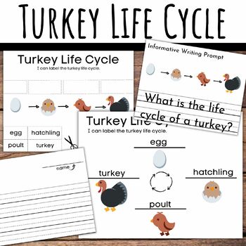 Preview of Turkey Life Cycle Labeling and Writing Prompt with Leveled Lined Paper