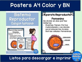 Preview of Sistema Reproductor, cuerpo humano- Pack de actividades- Spanish Resources