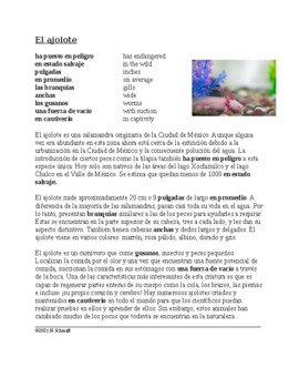 Preview of El ajolote Lectura y Cultura: Spanish Reading on Axolotl (Mexican Salamander)