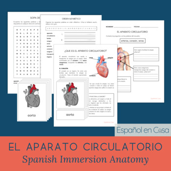Preview of El aparato circulatorio - The Circulatory System - Spanish Immersion Anatomy