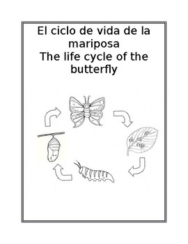 Preview of El ciclo de vida de la mariposa