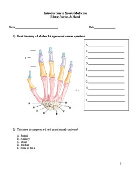 Preview of Elbow,wrist and hand