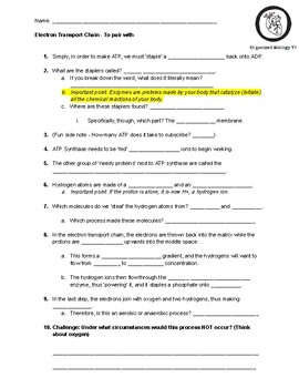 Preview of Electron Transport Chain Worksheet - To pair with a YouTube Video