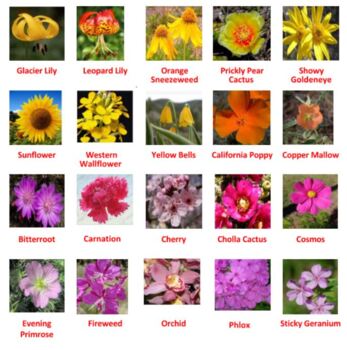 Electronic Dichotomous Key to Selected Flowers Distance Learning Ready