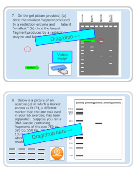 Preview of Electrophoresis (DIGITAL) Questions & Practice