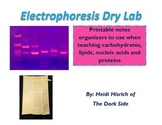 Electrophoresis Dry Lab