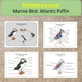 Elementary Level Marine Bird Atlantic Puffins Montessori O