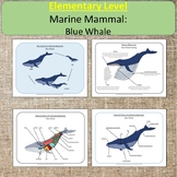 Elementary Level Marine Mammal: Blue Whale Montessori Ocean Study