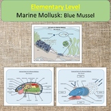 Elementary Level Marine Mollusk: Blue Mussel Montessori Oc