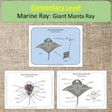 Elementary Level Marine Ray: Giant Manta Ray Montessori Oc
