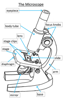 microscope diagram for kids