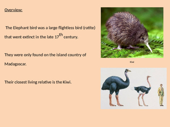 Elephant Bird - Power Point - History Facts Information Extinct Madagascar