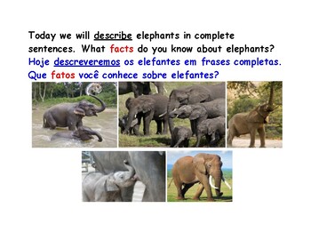 Preview of Elephant Facts: Read and Describe