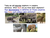 Elephant Facts: Read and Describe