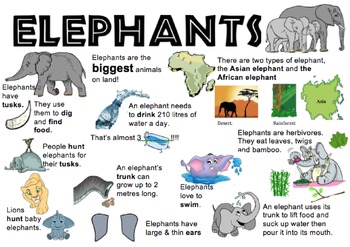 Elephant Information Report Visual by AussieTeachResources | TPT