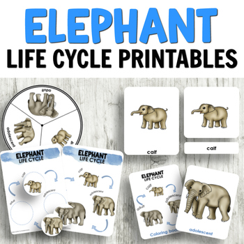 Preview of Elephant Life Cycle Activities