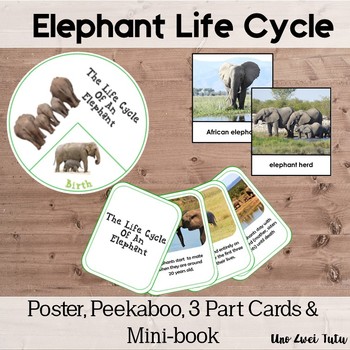 Elephant Life Cycle With Real Photos Preschool Science Montessorilove