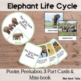 Elephant Life Cycle With Real Photos Preschool Science Mon