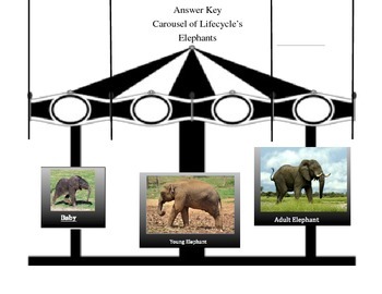 Elephant Life Cycle Diagram