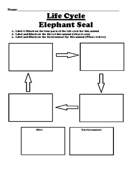 Elephant Seal "Life Cycle" Worksheet by BAC Education | TPT